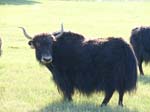 Black Yak Cow